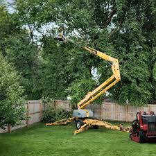 How Our Tree Care Process Works  in  Oroville East, CA