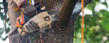 Best Tree Disease Treatment  in Oroville East, CA