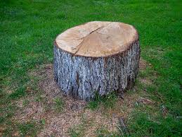 Best Storm Damage Tree Cleanup  in Oroville East, CA