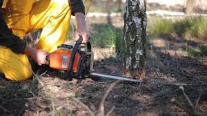 Best Tree Mulching  in Oroville East, CA