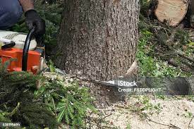 Best Commercial Tree Services  in Oroville East, CA