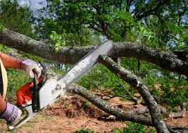 Best Tree Health Inspection  in Oroville East, CA