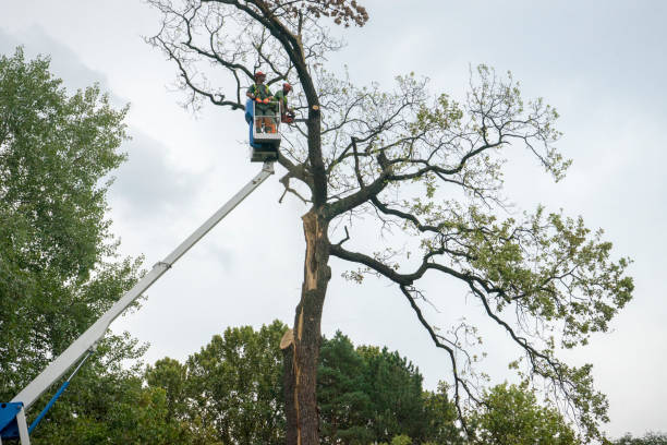 Reliable Oroville East, CA Tree Removal Solutions