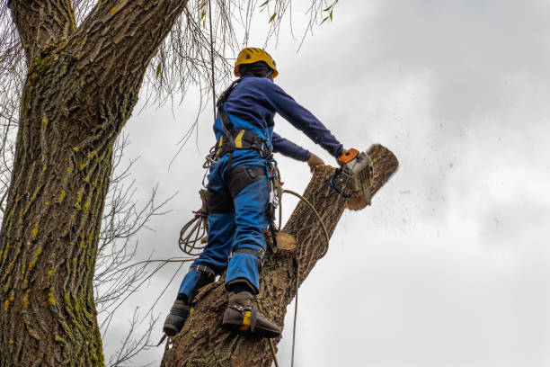 Best Leaf Removal  in Oroville East, CA