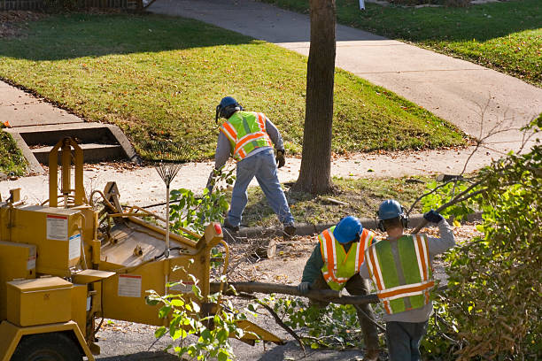 Best Tree Risk Assessment  in Oroville East, CA