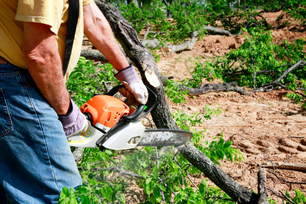 Lawn Maintenance Plans in Oroville East, CA